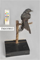 Bronzed Drongo Collection Image, Figure 6, Total 13 Figures